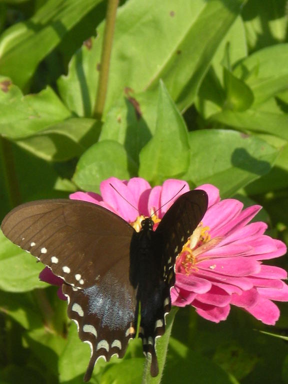 Jams_and_butterflys_0131