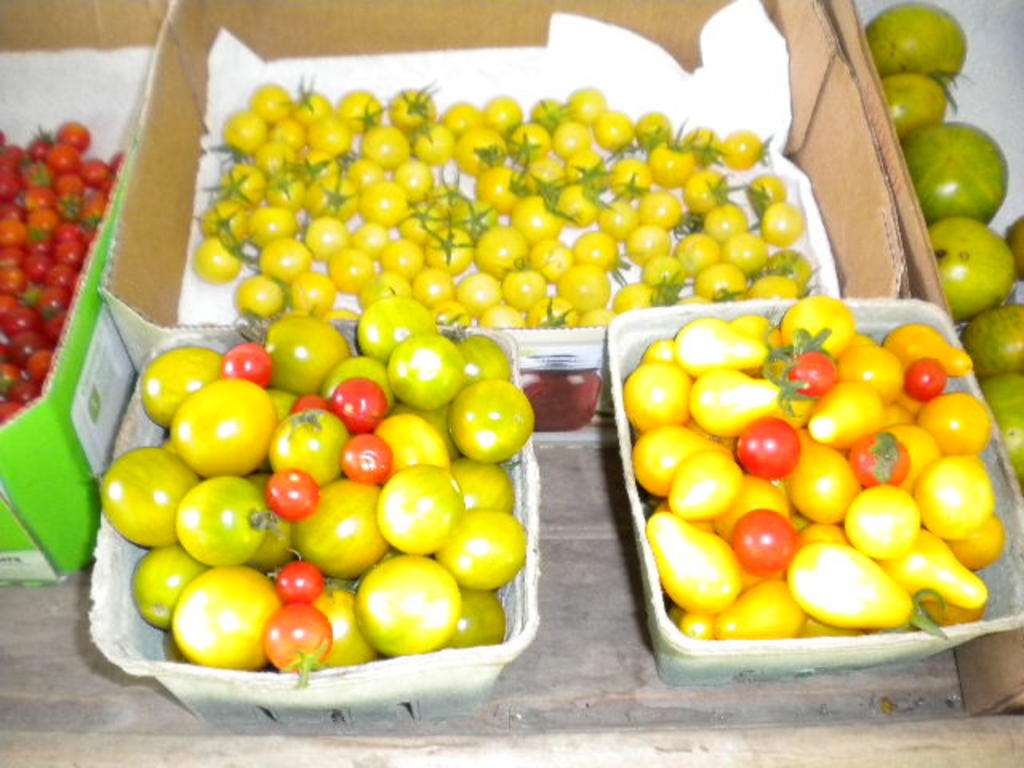Pear_and_grape_tomatoes_013